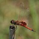 Image of Tramea loewii imported from iNaturalist.