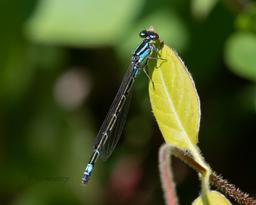 Female Skimming Bluet