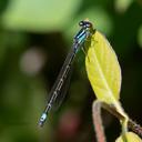 Female Skimming Bluet