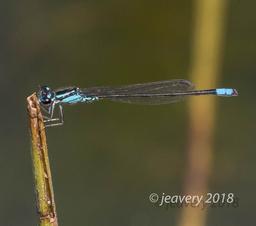 Male Skimming Bluet