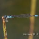 Male Skimming Bluet