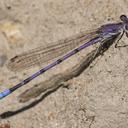 Image of Argia emma imported from iNaturalist.