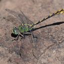 Image of Ophiogomphus arizonicus imported from iNaturalist.