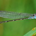 Image of Argia alberta imported from iNaturalist.