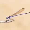 Image of Argia hinei imported from iNaturalist.