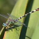 Image of Erpetogomphus lampropeltis imported from iNaturalist.