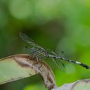 Image of Epigomphus crepidus imported from iNaturalist.