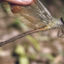 Image of Staurophlebia auca imported from iNaturalist.