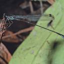 Image of Palaemnema joanetta imported from iNaturalist.