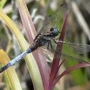 Image of Orthetrum borneense imported from iNaturalist.