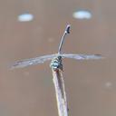 Image of Ictinogomphus fraseri imported from iNaturalist.