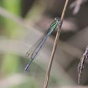 Image of Pseudagrion guichardi imported from iNaturalist.