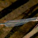 Image of Pseudagrion sarepi imported from iNaturalist.