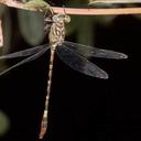 Image of Lestinogomphus silkeae imported from iNaturalist.