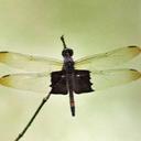 Image of Antidythemis trameiformis imported from iNaturalist.