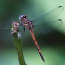 Image of Cannaphila insularis imported from iNaturalist.