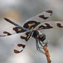 Image of Celithemis fasciata imported from iNaturalist.