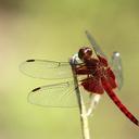 Image of Neurothemis disparilis imported from iNaturalist.