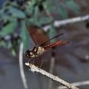 Image of Perithemis bella imported from iNaturalist.