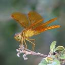 Image of Perithemis intensa imported from iNaturalist.