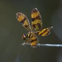 Image of Perithemis thais imported from iNaturalist.