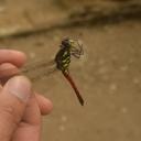 Image of Protorthemis celebensis imported from iNaturalist.