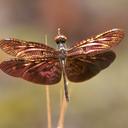 Image of Rhyothemis fulgens imported from iNaturalist.