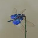 Image of Rhyothemis triangularis imported from iNaturalist.