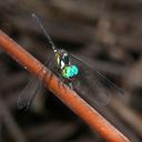 Image of Tetrathemis flavescens imported from iNaturalist.