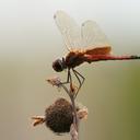 Image of Tramea darwini imported from iNaturalist.