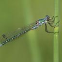 Image of Lestes dryas imported from iNaturalist.