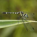 Image of Tetrathemis yerburii imported from iNaturalist.