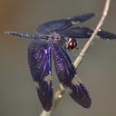 Image of Rhyothemis princeps imported from iNaturalist.