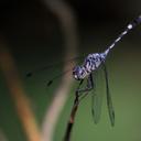 Image of Micrathyria tibialis imported from iNaturalist.