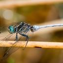 Image of Orthetrum julia imported from iNaturalist.