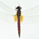 Image of Trithemis kalula imported from iNaturalist.