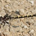 Image of Progomphus bellei imported from iNaturalist.