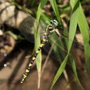 Image of Cordulegaster charpentieri imported from iNaturalist.