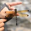 Image of Chlorogomphus canhvang imported from iNaturalist.