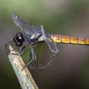 Image of Lyriothemis kameliyae imported from iNaturalist.