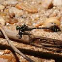 Asiagomphus kosterini