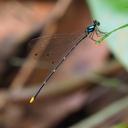 Image of Coeliccia curua imported from iNaturalist.