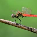 Image of Lyriothemis pallidistigma imported from iNaturalist.