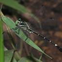 Image of Euthygomphus schorri imported from iNaturalist.