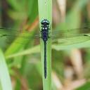 Image of Pornothemis serrata imported from iNaturalist.