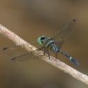 Image of Tetrathemis godiardi imported from iNaturalist.