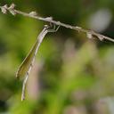 Image of Lestes garoensis imported from iNaturalist.