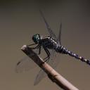 Image of Onychothemis testacea imported from iNaturalist.