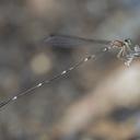 Image of Protosticta foersteri imported from iNaturalist.