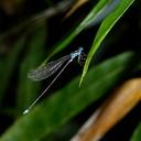 Image of Coeliccia bimaculata imported from iNaturalist.